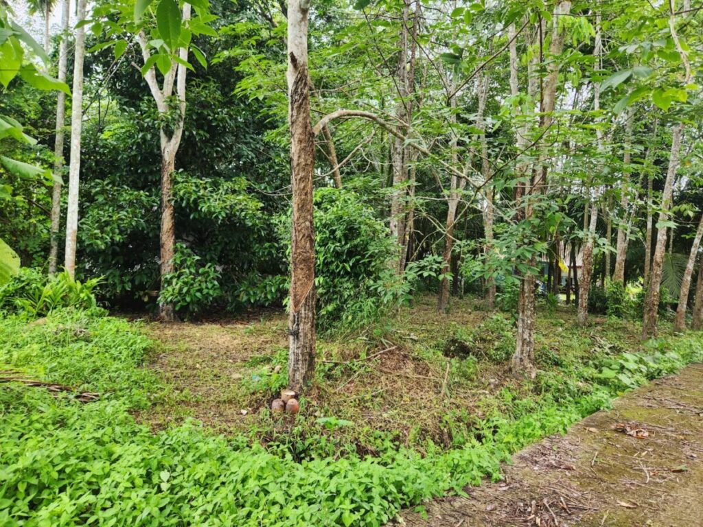 ที่ดิน สวนผสม หินตก ร่อนพิบูลย์ นครศรีธรรมราช
